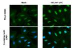 Phospho-ATR (Thr1989) Antibody in Immunocytochemistry (ICC/IF)