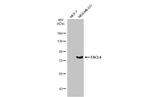 ACSL4/FACL4 Antibody in Western Blot (WB)