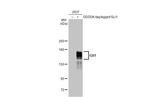 Gli1 Antibody in Western Blot (WB)