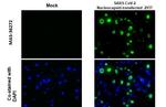 SARS-CoV-2 Nucleocapsid Antibody in Immunocytochemistry (ICC/IF)