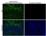 Bax Antibody in Immunohistochemistry (Paraffin) (IHC (P))