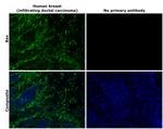 Bax Antibody in Immunohistochemistry (Paraffin) (IHC (P))