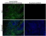 Bax Antibody in Immunohistochemistry (Paraffin) (IHC (P))