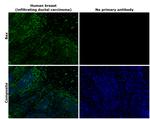 Bax Antibody in Immunohistochemistry (Paraffin) (IHC (P))