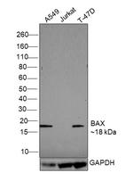 Bax Antibody