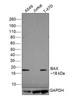 Bax Antibody in Western Blot (WB)