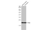 Bax Antibody in Western Blot (WB)