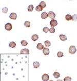 CD276 (B7-H3) Antibody in Immunocytochemistry (ICC/IF)