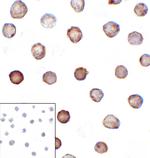 CD276 (B7-H3) Antibody in Immunocytochemistry (ICC/IF)