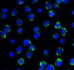 CD276 (B7-H3) Antibody in Immunocytochemistry (ICC/IF)