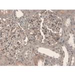 Fibronectin Antibody in Immunohistochemistry (Paraffin) (IHC (P))