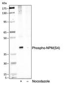 Phospho-NPM1 (Ser4) Antibody in Western Blot (WB)