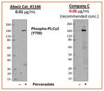 Phospho-PLCg2 (Tyr759) Antibody in Western Blot (WB)