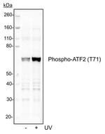 Phospho-ATF2 (Thr71) Antibody in Western Blot (WB)