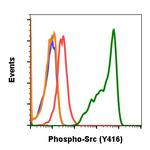 Phospho-Src (Tyr416) Antibody in Flow Cytometry (Flow)