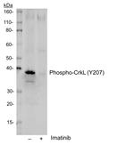 Phospho-CrkL (Tyr207) Antibody in Western Blot (WB)