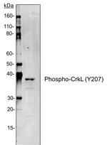 Phospho-CrkL (Tyr207) Antibody in Western Blot (WB)