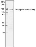 Phospho-Ask1 (Ser83) Antibody in Western Blot (WB)