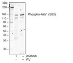 Phospho-Ask1 (Ser83) Antibody in Western Blot (WB)