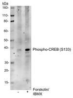 Phospho-CREB (Ser133) Antibody in Western Blot (WB)