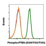 Phospho-PTEN (Ser380, Thr382, Thr383) Antibody in Flow Cytometry (Flow)