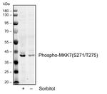 Phospho-MKK7 (Ser271, Thr275) Antibody in Western Blot (WB)