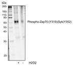 Phospho-ZAP70/Syk (Tyr319, Tyr352) Antibody in Western Blot (WB)