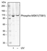 Phospho-MSK1 (Thr581) Antibody in Western Blot (WB)