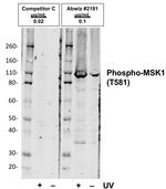 Phospho-MSK1 (Thr581) Antibody in Western Blot (WB)