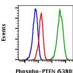 Phospho-PTEN (Ser380) Antibody in Flow Cytometry (Flow)