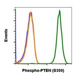 Phospho-PTEN (Ser380) Antibody in Flow Cytometry (Flow)