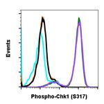 Phospho-Chk1 (Ser317) Antibody in Flow Cytometry (Flow)