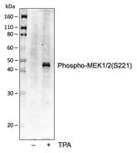 Phospho-MEK1/MEK2 (Ser221) Antibody in Western Blot (WB)