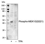 Phospho-MEK1/MEK2 (Ser221) Antibody in Western Blot (WB)