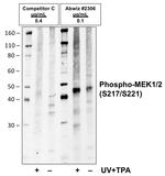 Phospho-MEK1/MEK2 (Ser217, Ser221) Antibody in Western Blot (WB)