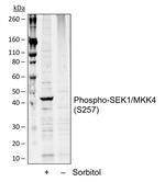 Phospho-MAP2K4 (Ser257) Antibody in Western Blot (WB)