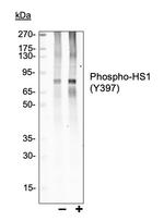 Phospho-HCLS1 (Tyr397) Antibody in Western Blot (WB)