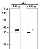 Phospho-Lyn (Tyr507) Antibody in Western Blot (WB)