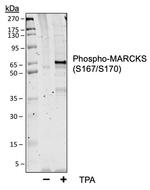 Phospho-MARCKS (Ser167, Ser170) Antibody in Western Blot (WB)