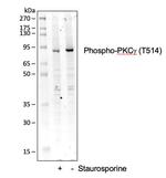 Phospho-PKC gamma (Thr514) Antibody in Western Blot (WB)