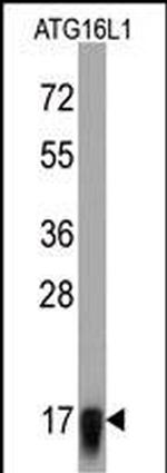 ATG16L1 Antibody in Western Blot (WB)