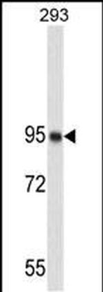 Nucleolin Antibody in Western Blot (WB)