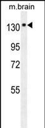 TrkA Antibody in Western Blot (WB)