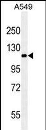 RET Antibody in Western Blot (WB)