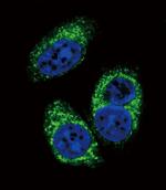 TGF beta-2 Antibody in Immunocytochemistry (ICC/IF)