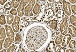 TGF beta-2 Antibody in Immunohistochemistry (Paraffin) (IHC (P))