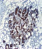 TGF beta-2 Antibody in Immunohistochemistry (Paraffin) (IHC (P))