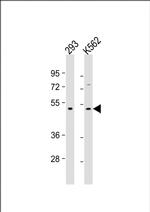 TGF beta-2 Antibody in Western Blot (WB)