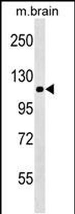 NALP12 Antibody in Western Blot (WB)