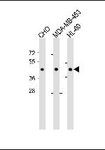 DPF2 Antibody in Western Blot (WB)